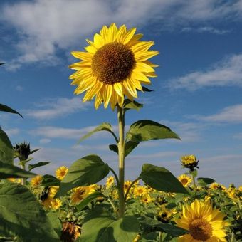 Girasol