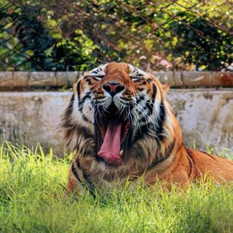 Tigre